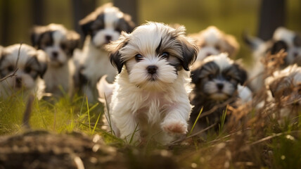 Group of Shih Tzu puppies running