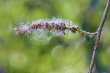 Ripe seeds of a white willow tree (Salix alba), silky wooly hairs aids the flight and dispersal in...