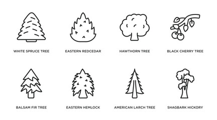 nature outline icons set. thin line icons such as white spruce tree, eastern redcedar tree, hawthorn tree, black cherry balsam fir eastern hemlock american larch shagbark hickory vector. - obrazy, fototapety, plakaty