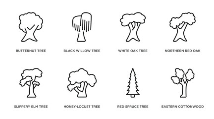 nature outline icons set. thin line icons such as butternut tree, black willow tree, white oak tree, northern red oak slippery elm honey-locust red spruce eastern cottonwood vector. - obrazy, fototapety, plakaty