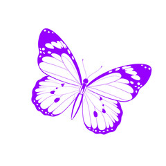 butterfly