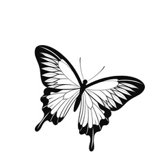 butterfly isolated on white