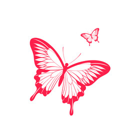 butterfly illustration