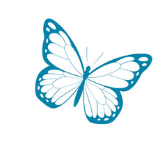 blue butterfly
