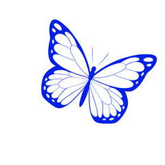 butterfly on a white background