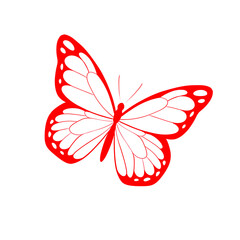 butterfly illustration