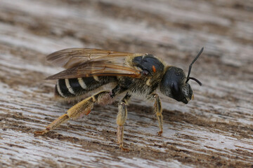 Dorsal close up on a female giant furrow bee, Halictus quadrincinctus, with orange triangulum parasite on her back