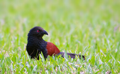 bird wall paper nature green