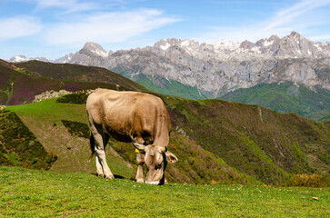 Fototapeta na wymiar Happy single cow eating fresh grass in the mountains of Picos de Europa in Spain
