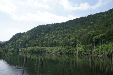 Fototapeta na wymiar 立ち枯れた木と湖