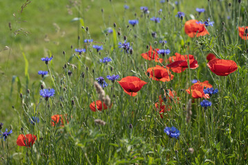 Mix of poppies and cornflowers in a meadow. Copyspace.
