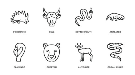 animals outline icons set. thin line icons such as porcupine, bull, cottonmouth, anteater, flamingo, cheetah, antelope, coral snake vector.