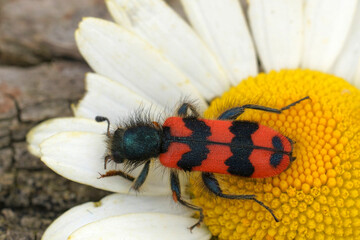 Closeup on the colorful red bee-eating hairy beetle, Trichodes alvearius