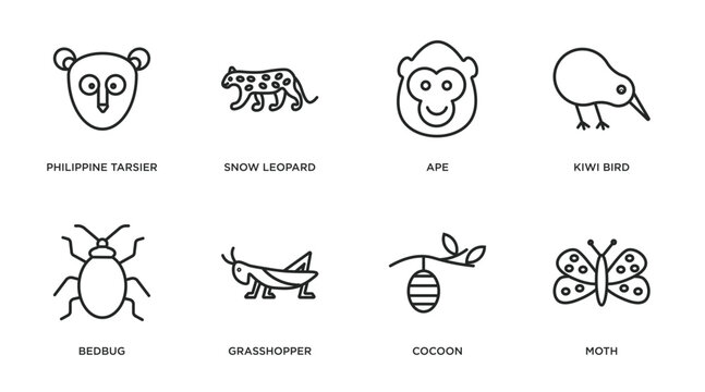 animals outline icons set. thin line icons such as philippine tarsier, snow leopard, ape, kiwi bird, bedbug, grasshopper, cocoon, moth vector.