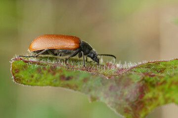 Closeup on a Mediterranean brown colored comb-clawed beetle, Omophlus lepturoides, sitting on a green leaf