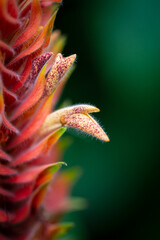 red and yellow flower closeup