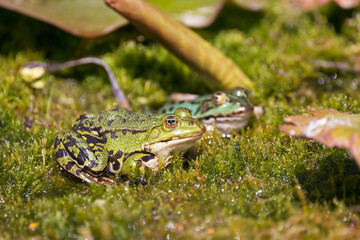 Two frogs on green moos