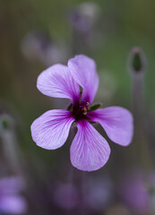 close up of a purple flower