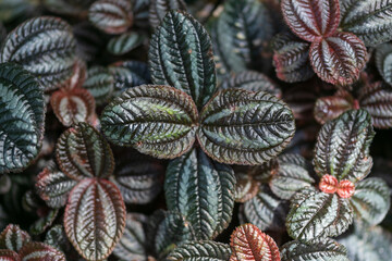 detailed red brown green leaf picture