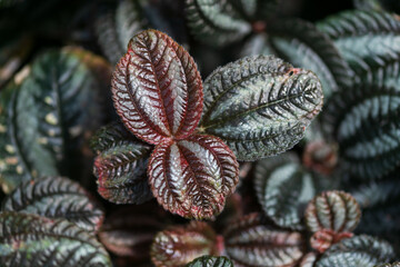 Dark green and red leaf plant macro