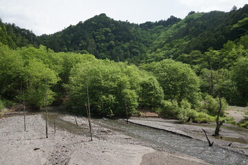 Fototapeta na wymiar 立ち枯れた木と湖に合流する川
