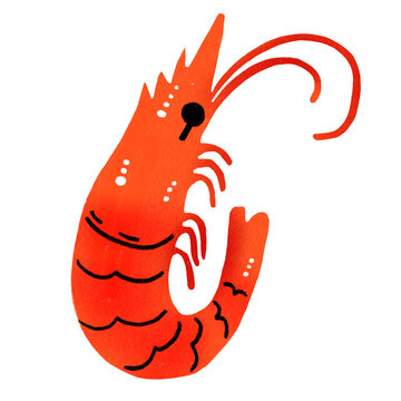 Seafood Shrimp Decorative Doodles Hand Drawn Illustration