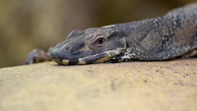 view on a variegated monitor lizard