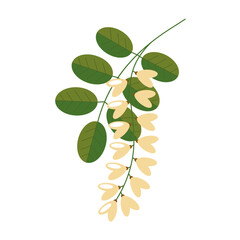 Flowering acacia with leaves on a white background. White acacia flowers.Vector illustration in a flat style