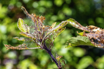 Apple spider moth on apple leaves in summer