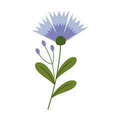 Vector chicory flower isolated on white background. Illustration of a flowering branch of a medicinal plant in a cartoon flat style.