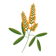 Flowers or inflorescences of sweet clover or sweet clover, stems and leaves, highlighted on a white background. Wild flowering grass or herbaceous plant. Botanical vector illustration. The honey plant
