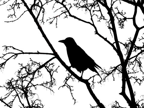 Schattenriss, Silhouette eines Vogels im Baum
