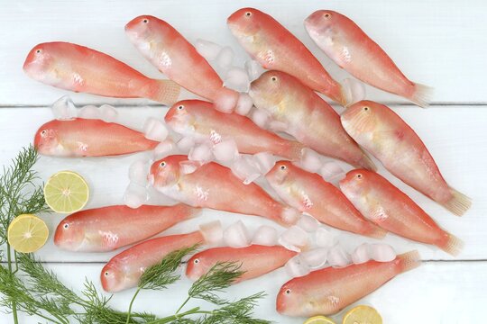 Red fish, razor fish, exotic sea fish, diet food, pieces of ice, background, wallpaper, for presentations
