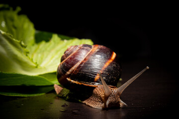 Lumaca su piano di legno e insalata