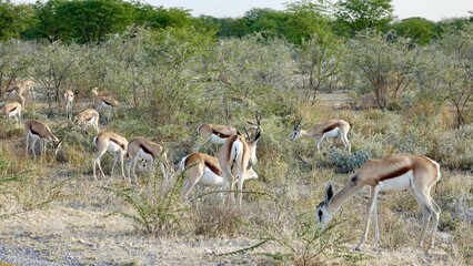 Springbock, wilde Antilopen in Namibia