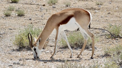 Springbock, wilde Antilopen in Namibia