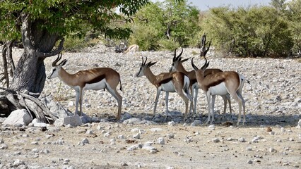 Springbock, wilde Antilopen in Namibia