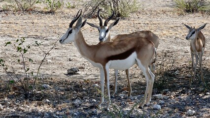 Springbock, wilde Antilopen in Namibia