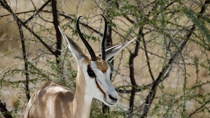 Naklejka na ściany i meble Springbock, wilde Antilopen in Namibia