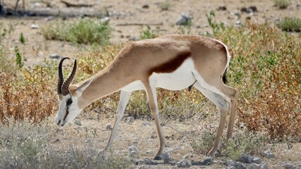 Springbock, wilde Antilopen in Namibia