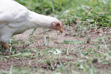 white chickens forage on the ground with blurred background