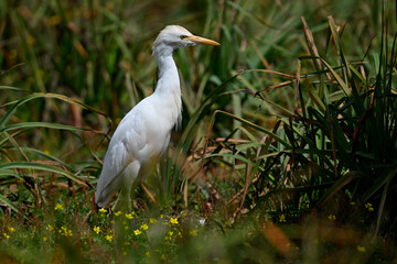 Western Cattle Egret // Kuhreiher (Bubulcus ibis) - Strofilia, Peloponnese, Greece