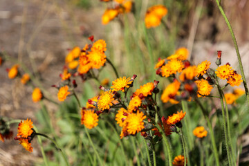 Close up of Orange Hawkweed with copy space, also called Hieracium aurantiacum or hawkweed