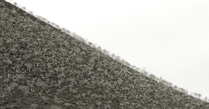 black and white, high contrast, diagonal hillside with negative space