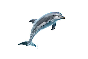 dolphin isolated white background PNG