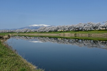 白石川に映る蔵王連峰と桜並木