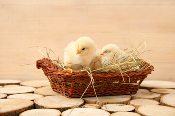 Nest with cute little chicks on wooden table