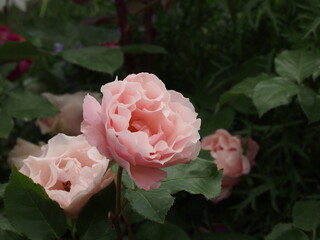 Flower rose in the garden
