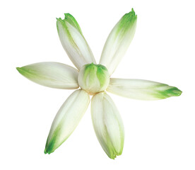 Fototapeta premium Chicories on white background. Fresh vegetables.