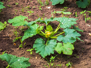 A close-up photo of a zucchini bush
